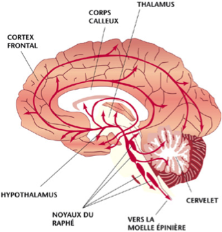 Cerveau