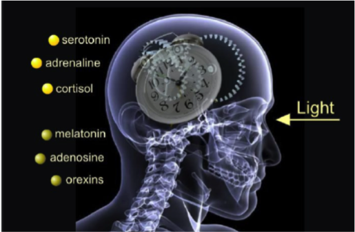 Hormones pre sentes